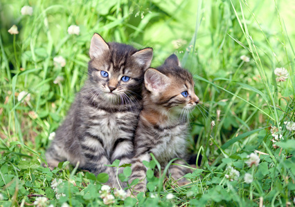 两只小猫坐在草地上