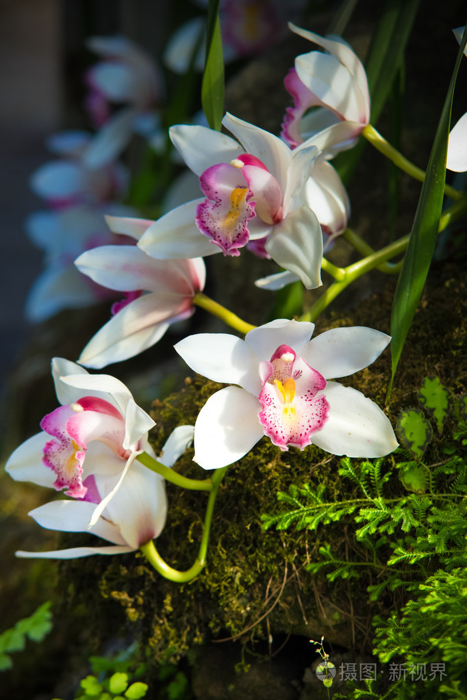 花园里的美丽泰国兰花花