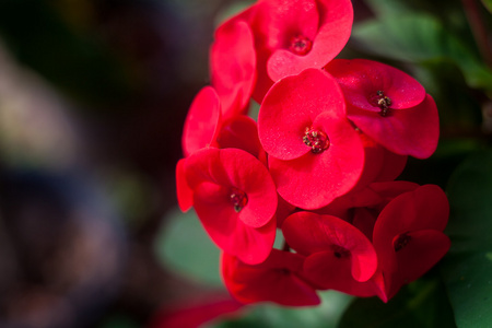 冠的荆棘花一品红毫 desmoul冠的荆棘花大戟毫 desmo