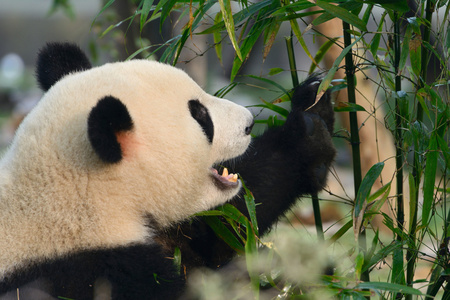 饿大熊猫吃竹子