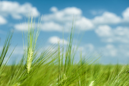 绿色的麦田和蓝蓝的天空春天风景
