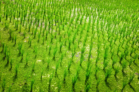 绿色食品水稻大田农作物的细节图片
