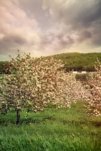 在春天盛开苹果树