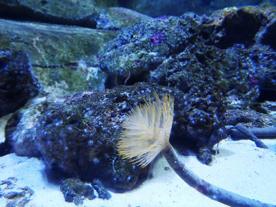 多彩的盐水水族馆