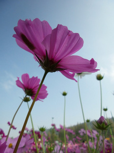 粉色波斯菊花卉