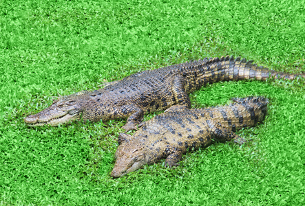 两只鳄鱼躺在绿色的草地上照片