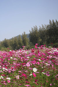 粉色波斯菊花卉