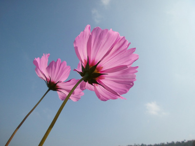 粉色波斯菊花卉