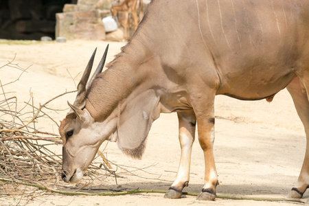 普通大羚羊 大角斑羚，大羚羊，也被称为南部