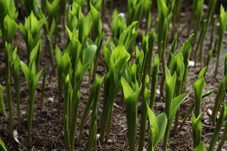 玉米的小萌芽的照片照片