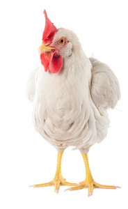 一只母鸡是蛋鸡的白颜色。用大梳子