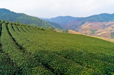 绿茶农场