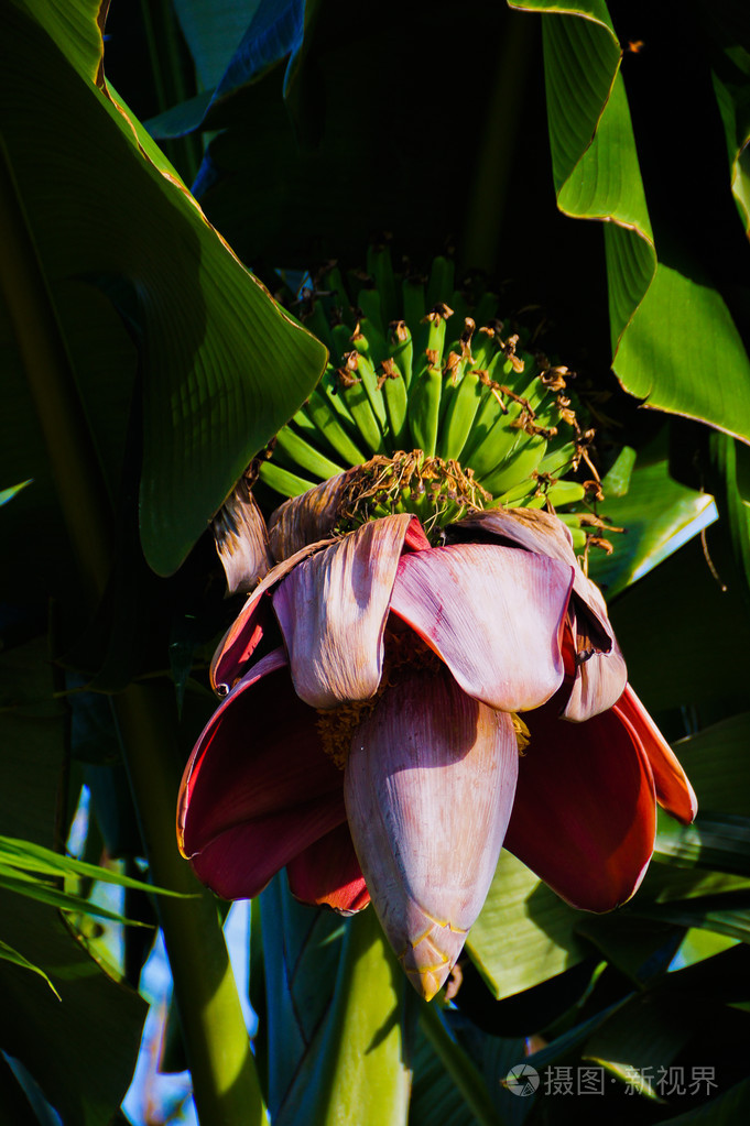 美丽香蕉花
