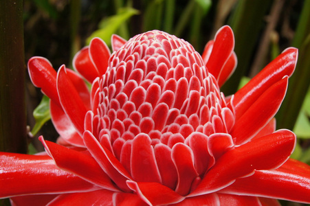 sur drapeauetlingera 丽格的朵红色的花来自泰国的花朵火炬姜花粉红