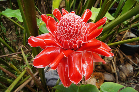 etlingera 丽格的朵红色的花