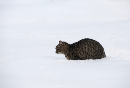 在雪地里的斑纹猫