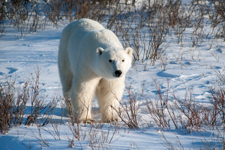 大型雌性北极熊图片