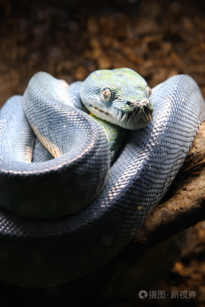 树上的蓝色蟒蛇照片-正版商用图片1eio47-摄图新视界