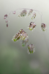 野生草