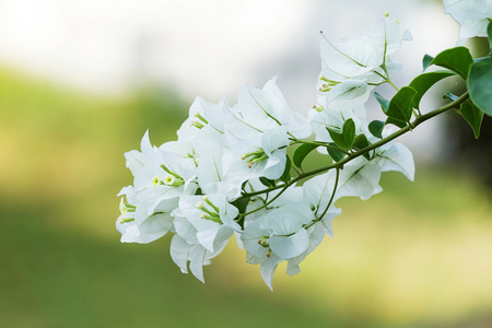 白叶子花图片