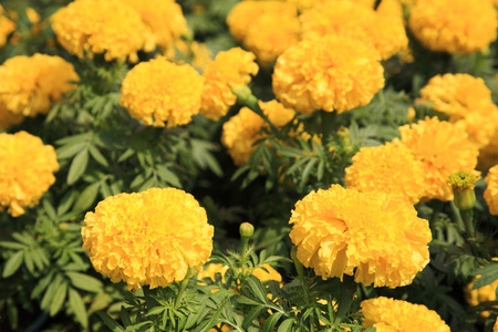 黄色的万寿菊鲜花