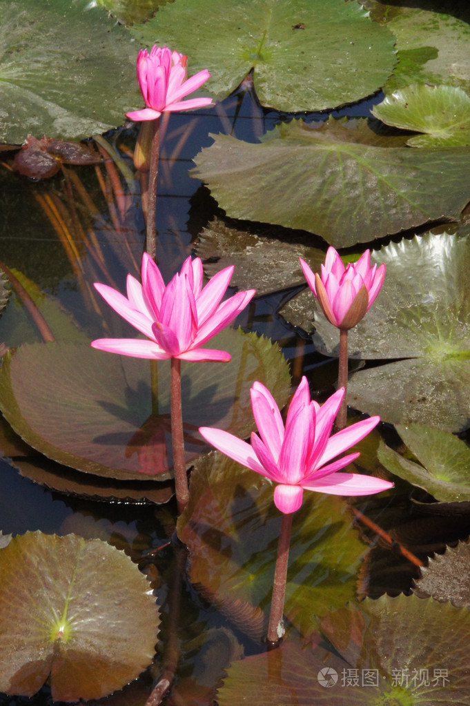 水百合的花 荷花 莲花 荷花 是国家