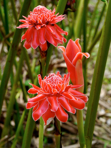 etlingera 丽格的朵红色的花