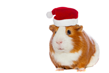 几内亚猪穿白色孤立的圣诞老人的帽子