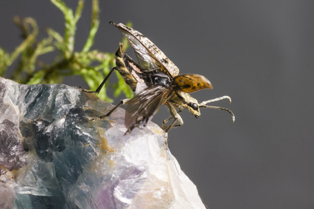 blackspotted 钳子支持甲虫，rhagium mordax