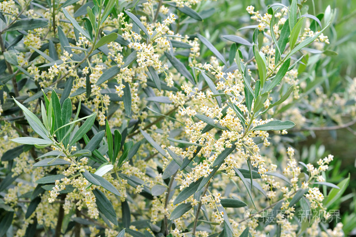 橄榄花