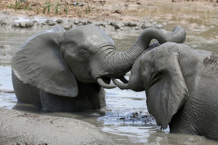 大象泥浴
