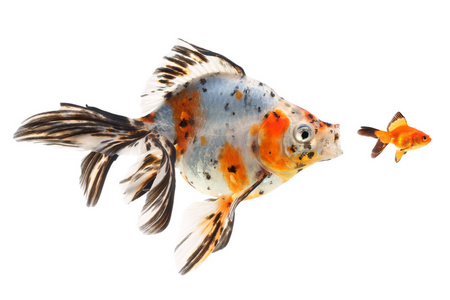 金鱼,大鱼小鱼,在白色背景上的狩猎照片