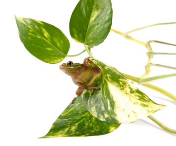 树蛙 种 infrafrenata 在植物的叶子上称为绿萝和孤立的白色背景上