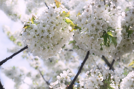 白樱花盛开的春天