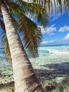 棕榈树在多米尼加共和国的热带海滩