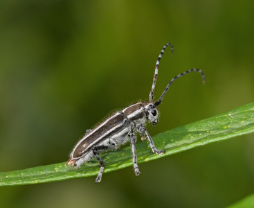 灰色的 bug，长着长胡子的草地上