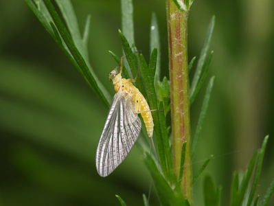 有翅膀的昆虫有翅膀的昆虫,在绿色的草地上照片