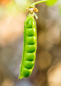 豌豆种植