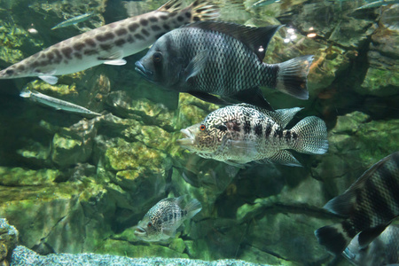 淡水水族馆