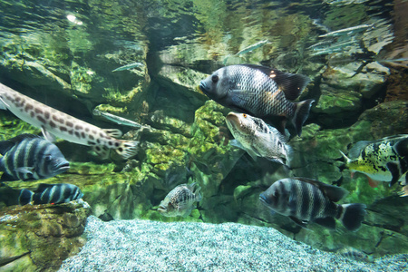 淡水水族馆