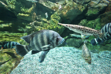 淡水水族馆