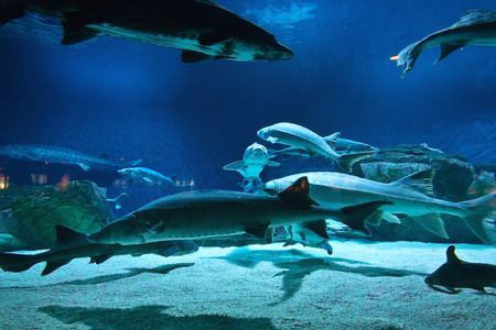 水族馆里有多种鱼