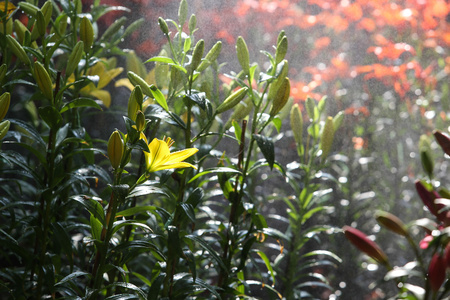 郁金香在温暖的阳光下
