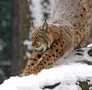 野生猞猁