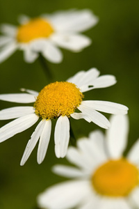 花不