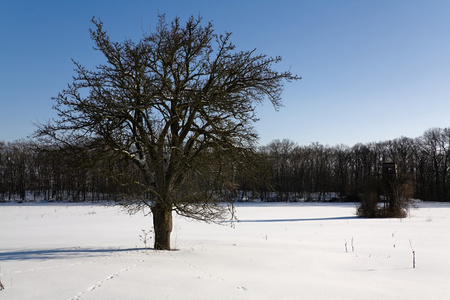 雪