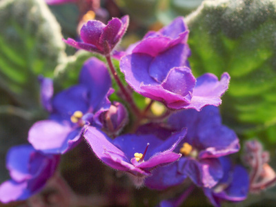 非洲花