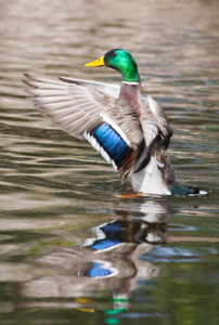 绿头鸭 北京鸭 拍动的翅膀在池塘里 sof