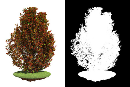 孤立的白色背景上的装饰布什