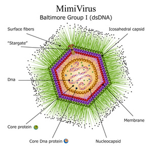 病毒粒子结构的关系图